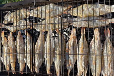 Креветка королевская Ваннамей Бабочка с головой в панцире с разрезом на спинке 20/30 500гр 