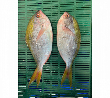 Фото Дорадо дикий желтохвостый (Фузилер)