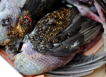 Фото Рябчик в пере