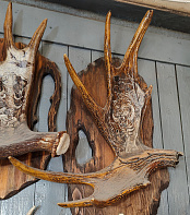 Рог лося с тигром