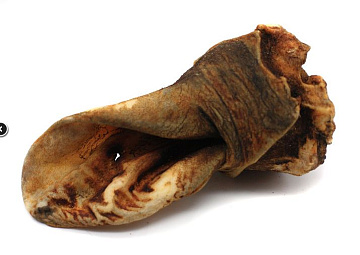 Фото Уши говяжьи обработанные