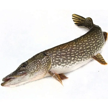 Фото Щука свежемороженная непотрошеная 0,5-1 кг 