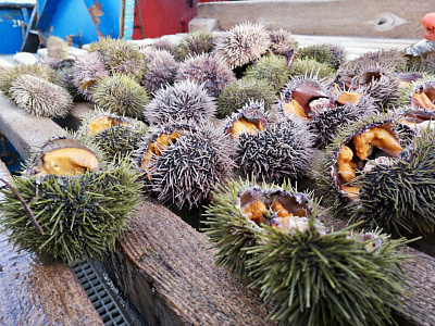 Превью Икра морского ежа Uni Премиум (Акустическая заморозка) 50гр